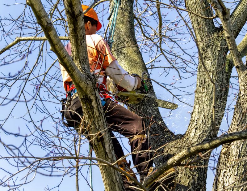 Contact About Redwood Tree Trimming