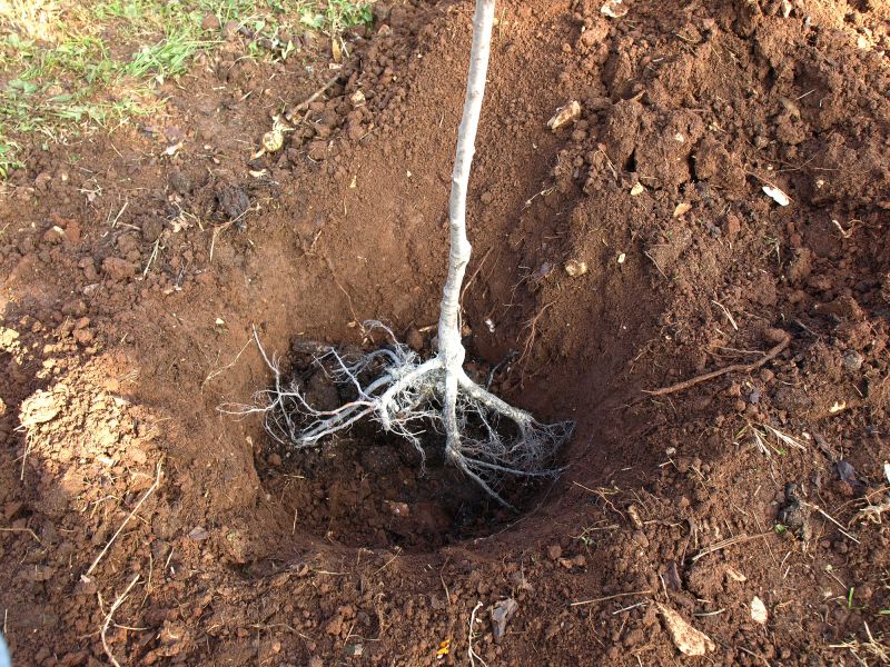 Tree Trunk Removal in Waldorf, MD