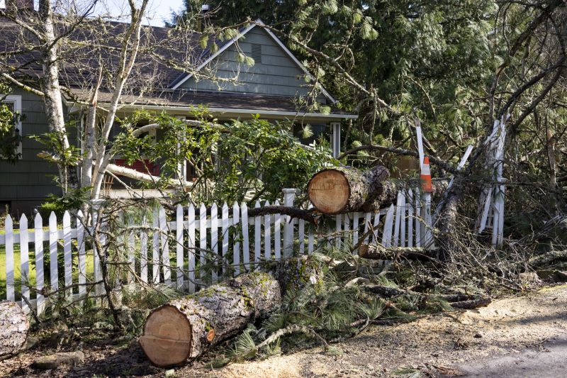 Elm Tree Removal in Aiken, SC