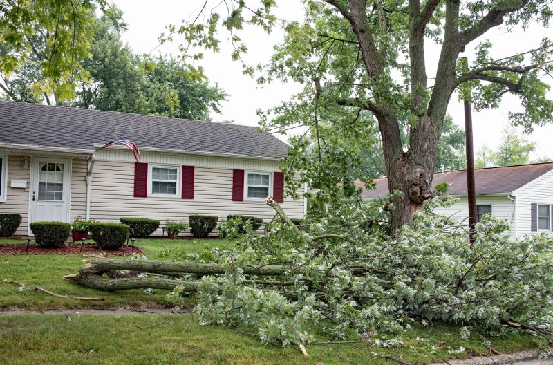 Fallen Tree in a Backyard