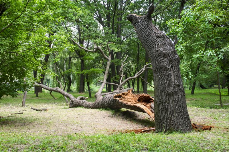 Storm Damage Tree Collapse