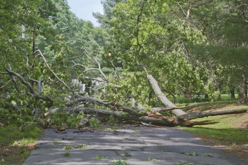 Fallen Tree on Commercial Property