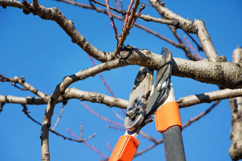 Orchard Tree Pruning in Allentown, PA