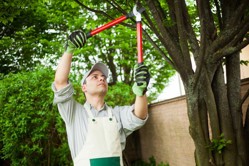 Redwood Tree Trimming