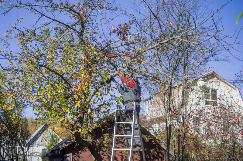 Redwood Tree Trimming