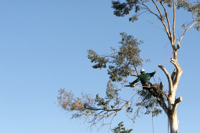 Redwood Tree Trimming
