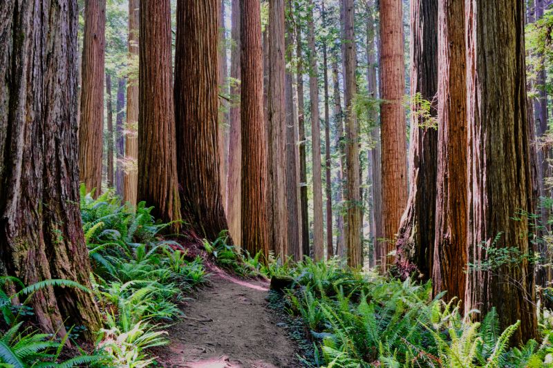 Redwood Tree Trimming