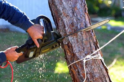 Redwood Tree Trimming
