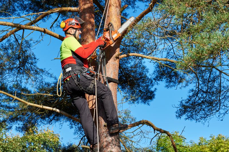 Redwood Tree Trimming