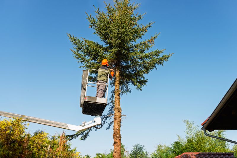 Redwood Tree Trimming