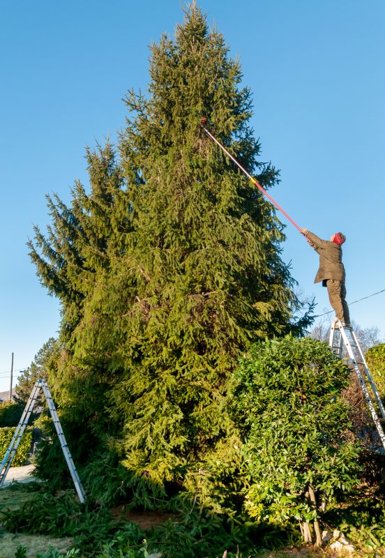 Redwood Tree Trimming