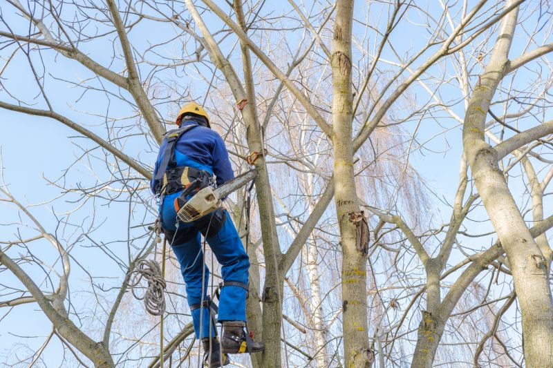 Redwood Tree Trimming