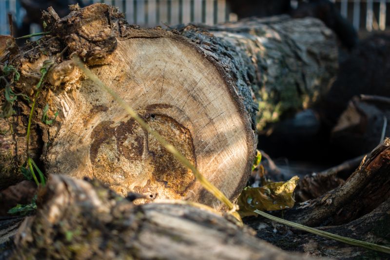 Redwood Tree Trimming