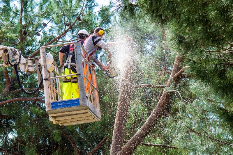 Redwood Tree Trimming