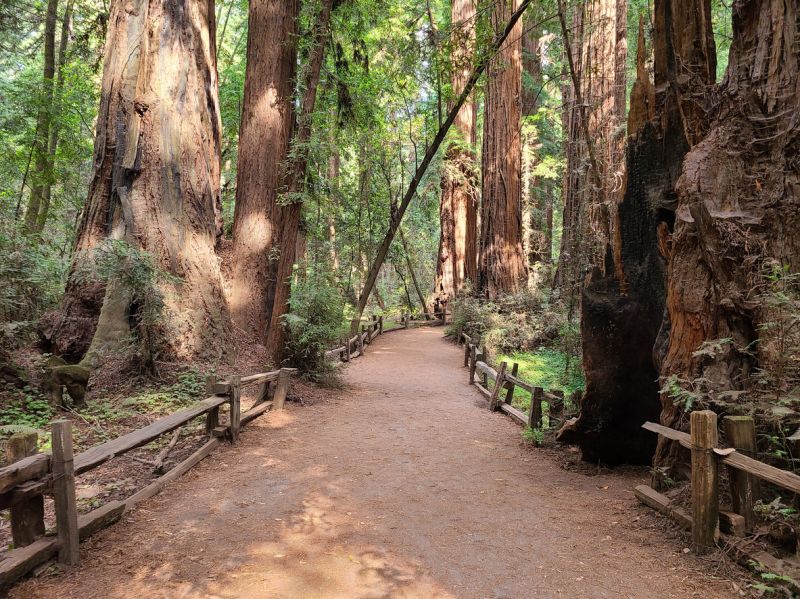 Redwood Tree Trimming