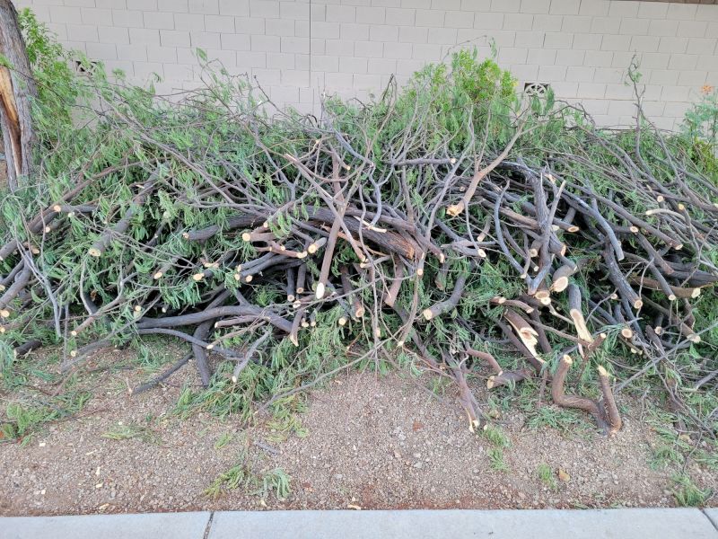 Healthy Redwood Branches