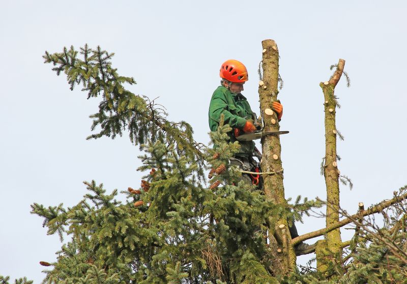 Redwood Trimming Safety Gear