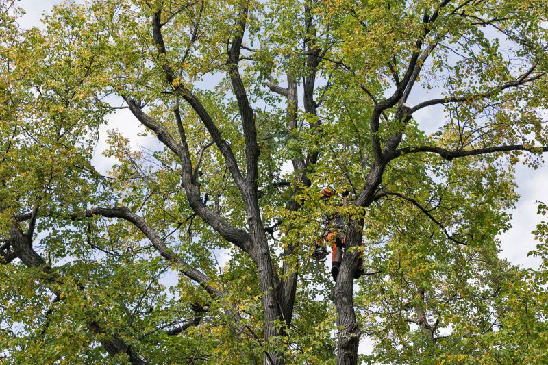 Redwood Trimming in Spring