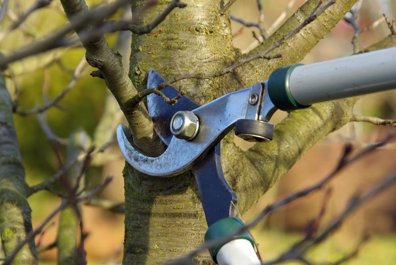 Tree Trimming Equipment