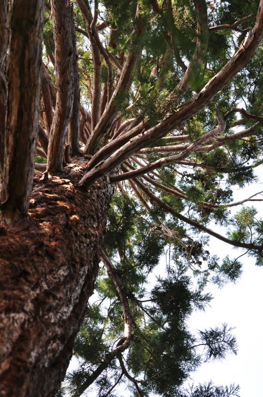Extend Tree Lifespan
